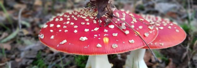 Fliegenpilze