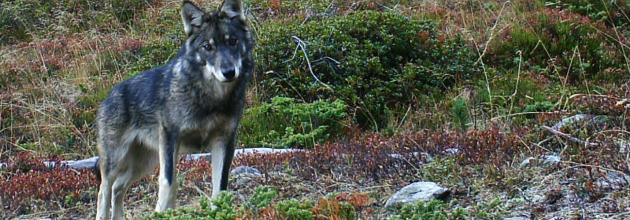 Wolf