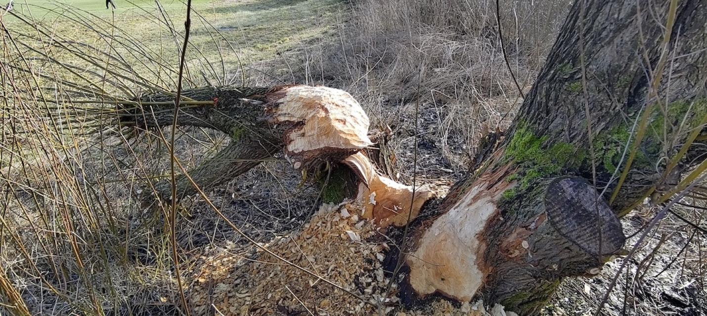 Biberspuren Golfplatz Limpachtal