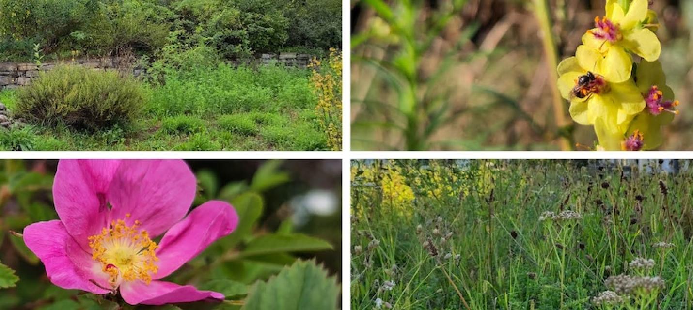 Biodiversität in Bätterkinden