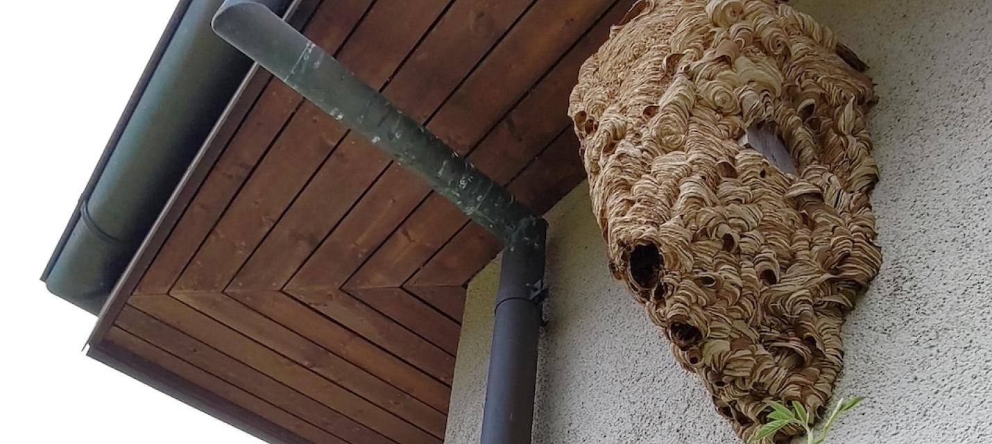 Nest Europäische Hornisse