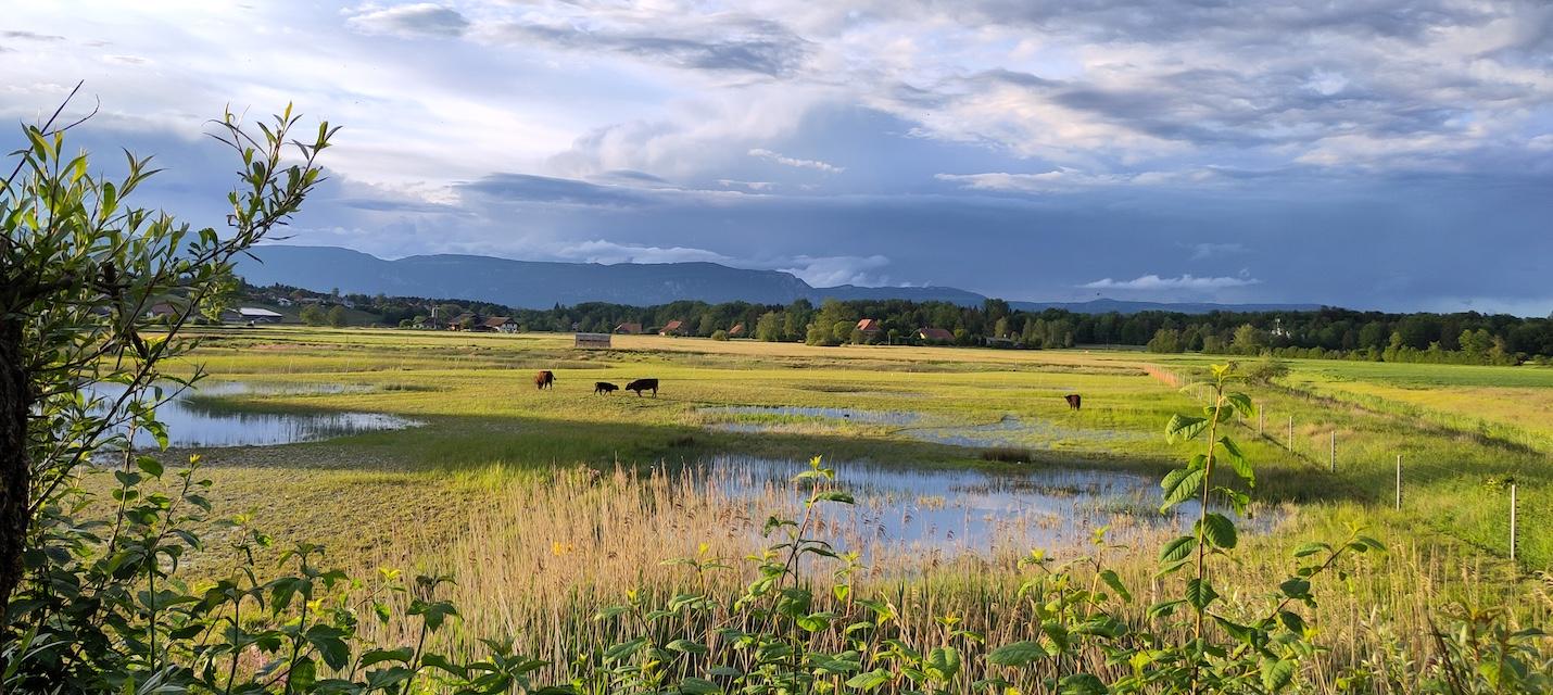 Abend im Fraubrunnenmoos