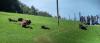 Wisente im Thal